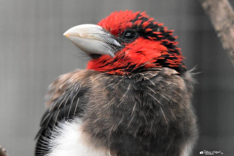 Braunbrust-Bartvogel | Zoo Magdeburg | 19.10.2020