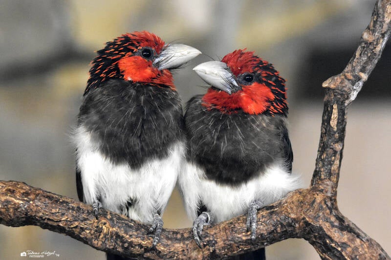 Braunbrust-Bartvogel | Zoo Magdeburg | 19.10.2020