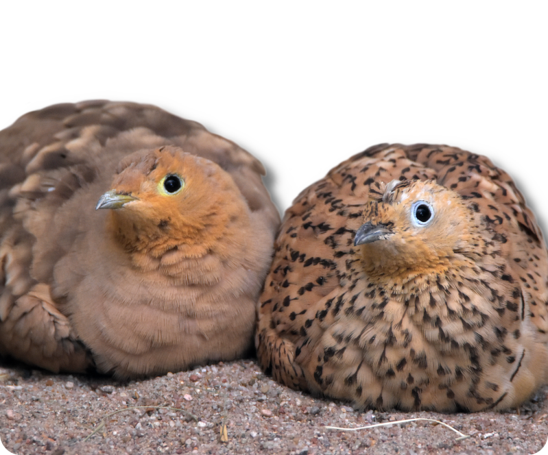 Braunbrust-Flughuhn (kein Unterartenstatus)