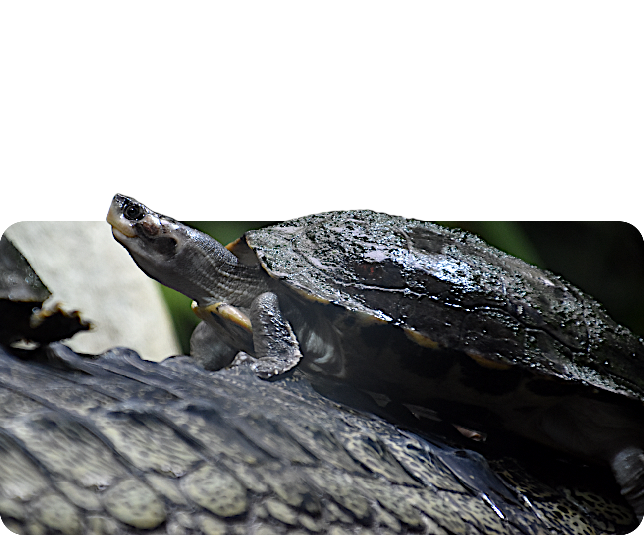 Braune Dachschildkröte