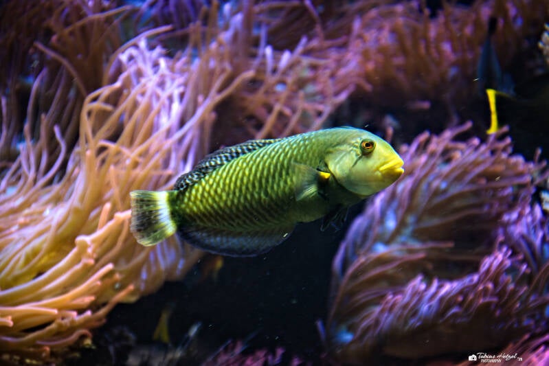 Brauner Bäumchenlippfisch | Zoo Duisburg | 05.04.2025