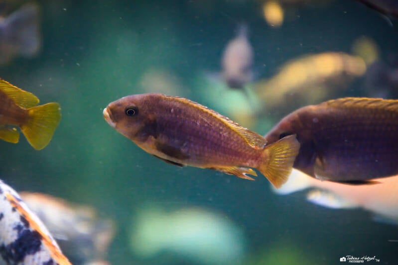 Brauner Malawibuntbarsch | Safaripark Dvur Kralove | 17.08.2024