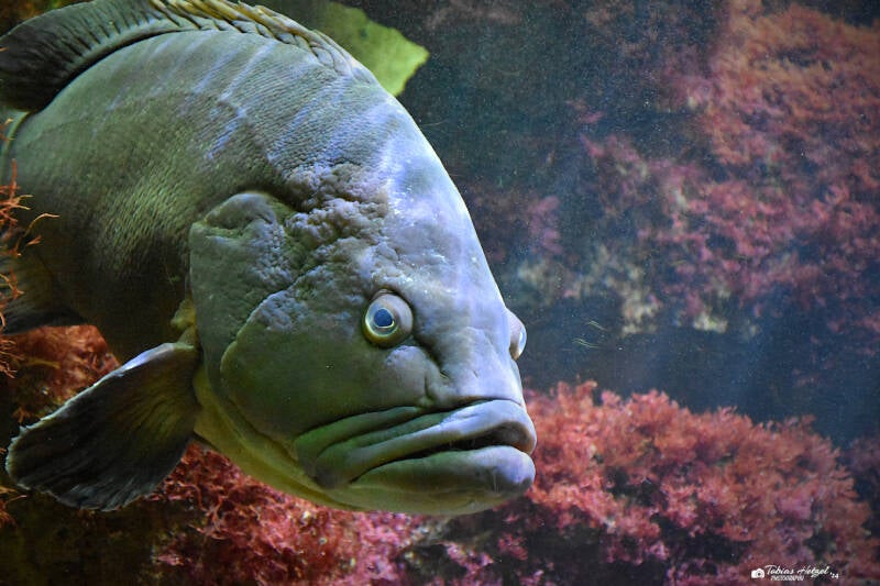 Brauner Zackenbarsch | Wilhelma Stuttgart | 16.06.2023