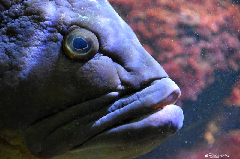 Brauner Zackenbarsch | Wilhelma Stuttgart | 16.06.2023