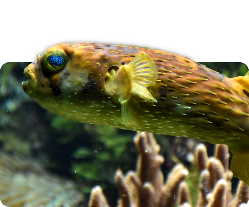 Braunflecken-Igelfisch