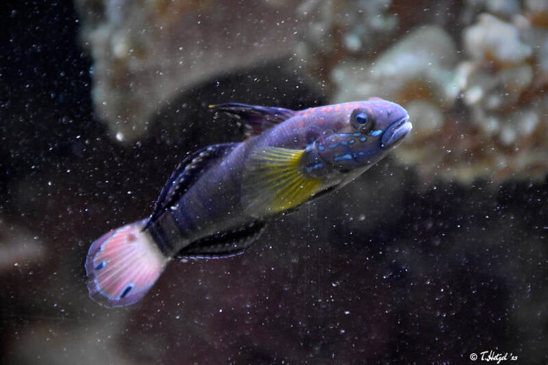 Braunstreifen-Höhlengrundel