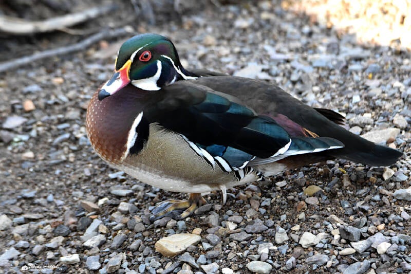 Brautente | Eifel-Zoo, Lünebach-Pronsfeld | 01.03.2021