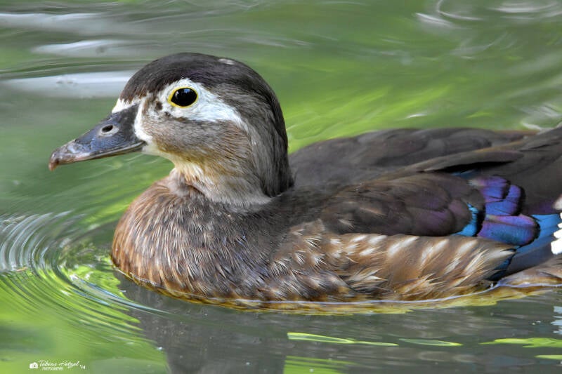 Brautente | Zoologischer Stadtgarten Karlsruhe | 03.07.2020