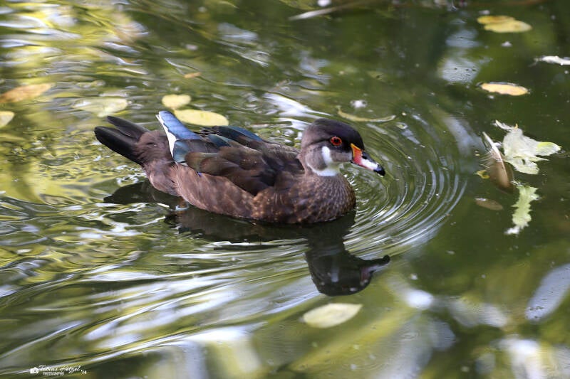 Brautente | Zoologischer Stadtgarten Karlsruhe | 14.08.2018