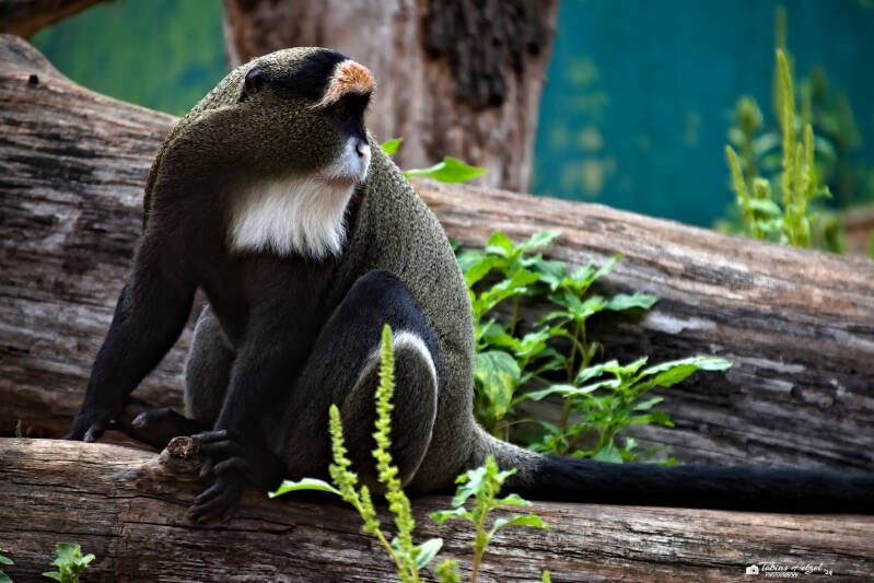 Brazzameerkatze | Zoo Prag | 18.08.2024