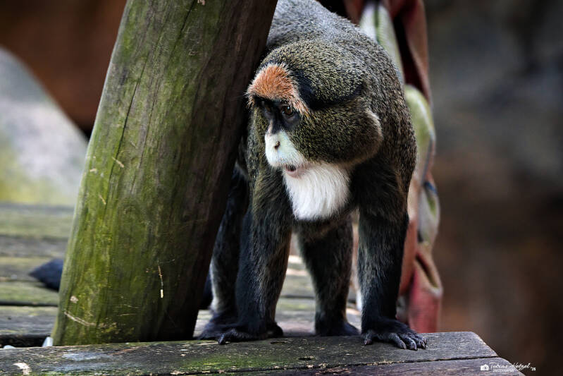 Brazzameerkatze | Zoo Usti nad Labem | 11.07.2025