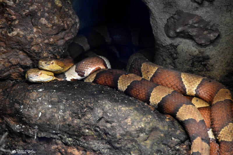 Breitband-Kupferkopf | Zoo Leipzig | 20.10.2020