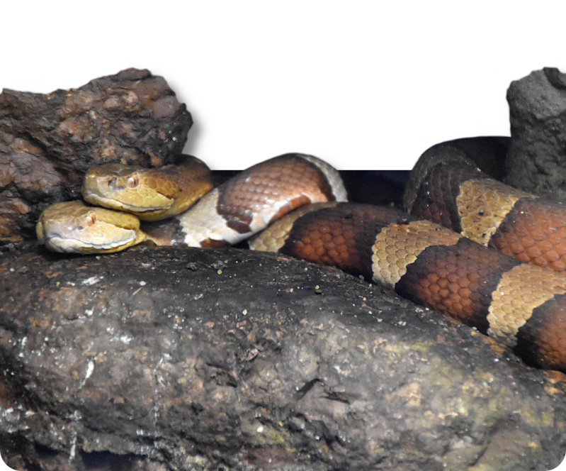 Breitband-Kupferkopf