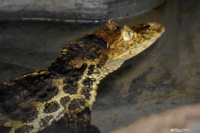 Breitschnauzenkaiman | Burgers Zoo, Arnhem | 07.07.2021