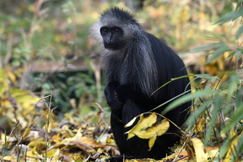 Bärenstummelaffe | Kölner Zoo | 03.12.2023