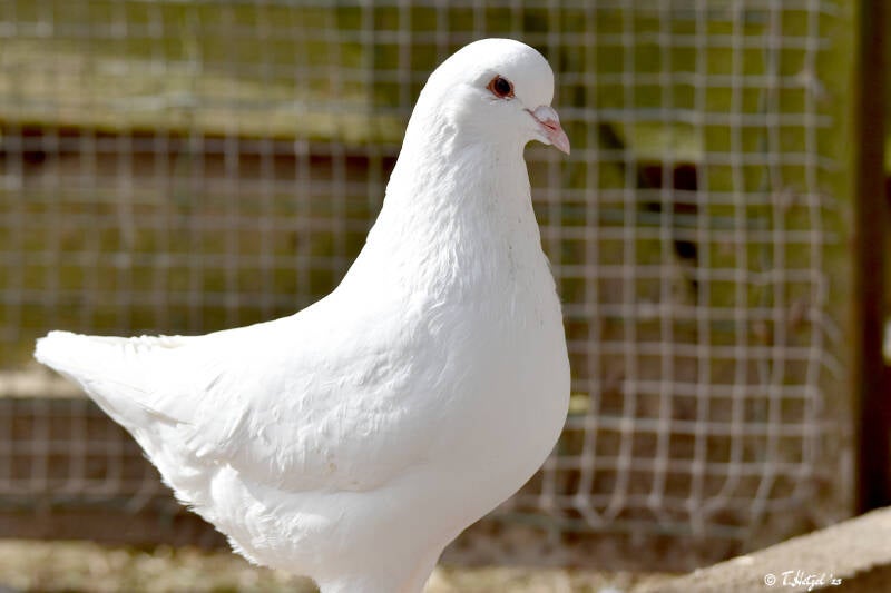 Brieftaube | Wildpark Potzberg, Föckelberg | 03.03.2021
