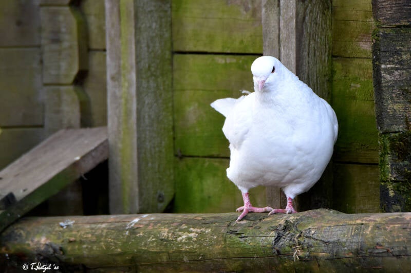 Brieftaube | Wildpark Potzberg, Föckelberg | 03.03.2021