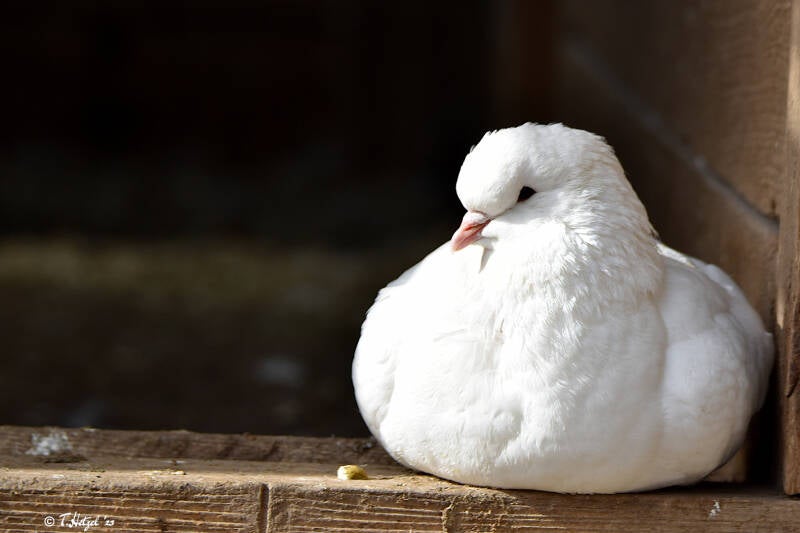 Brieftaube | Wildpark Potzberg, Föckelberg | 03.03.2021