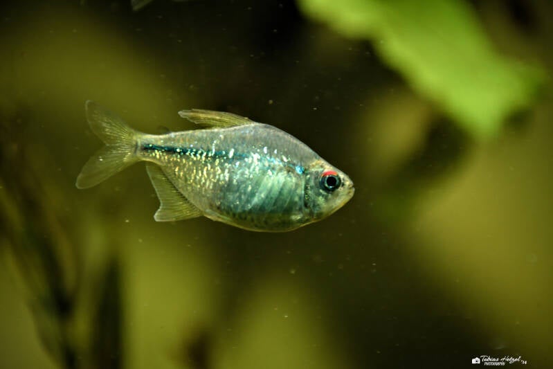 Brillantsalmler | Zoo Wuppertal | 16.06.2024