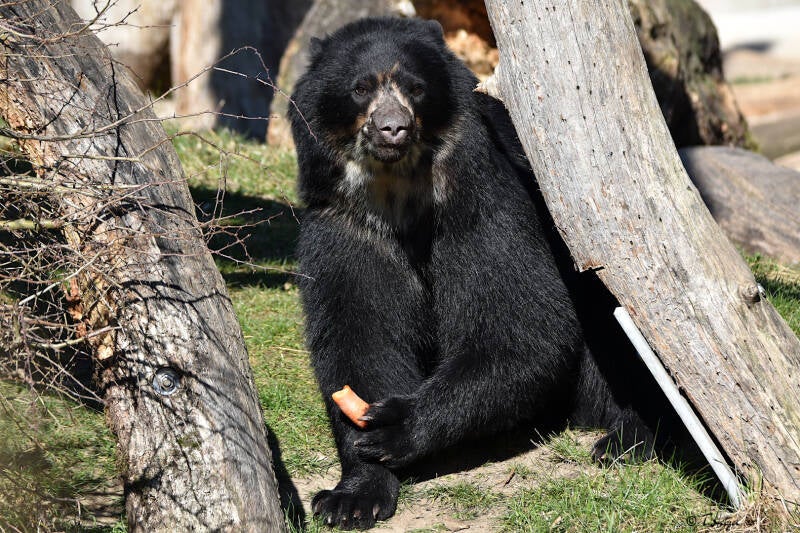 Brillenbär | Zoo Frankfurt | 10.03.2022