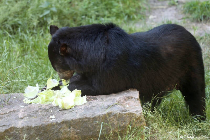 Brillenbär | Tierpark Berlin | 27.05.2018