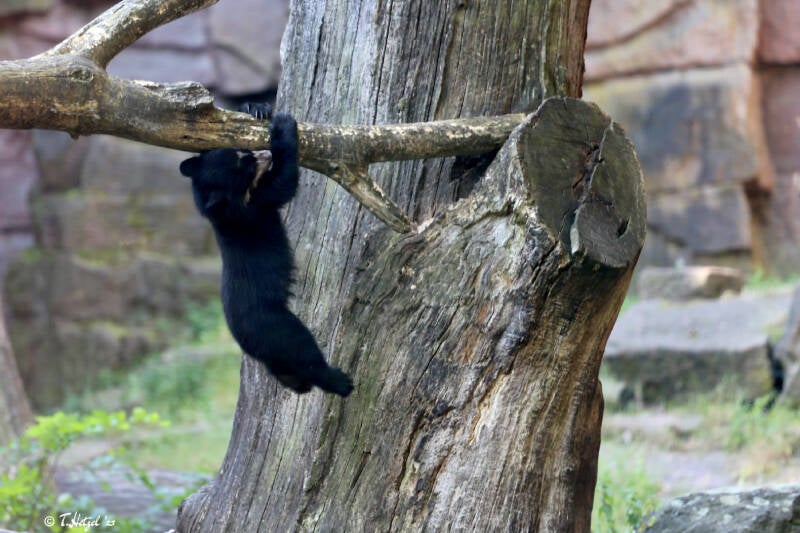 Brillenbär | Tierpark Berlin | 27.05.2018