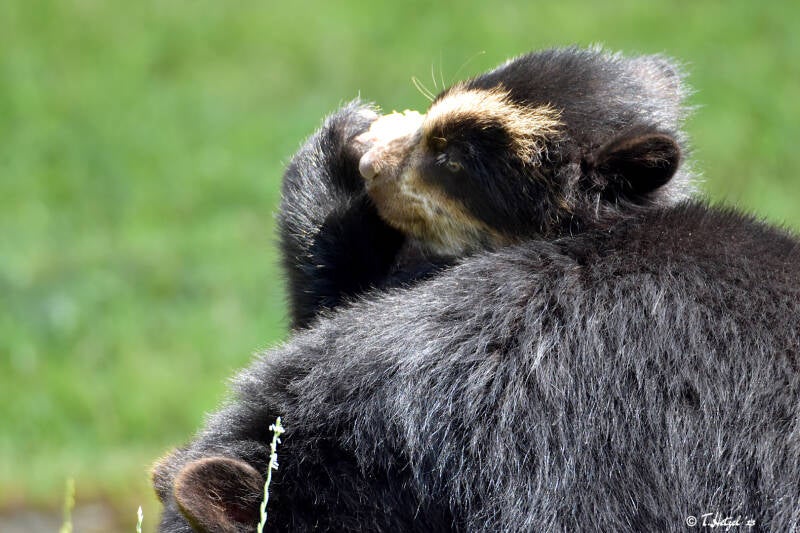 Brillenbär | Zoo Zürich | 04.07.2020