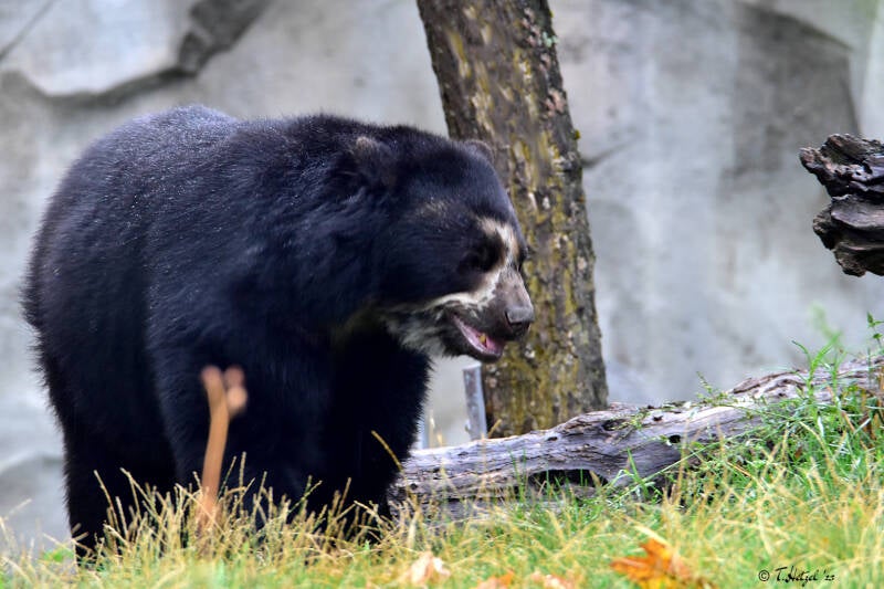 Brillenbär | Zoo Frankfurt | 17.08.2020