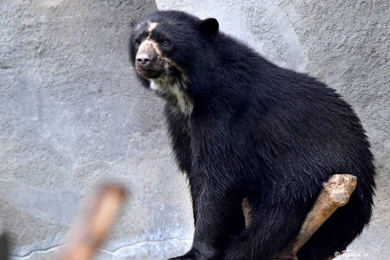 Brillenbär | Zoo Frankfurt | 17.08.2020