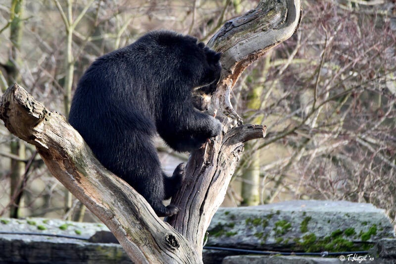 Brillenbär | Kölner Zoo | 27.12.2021
