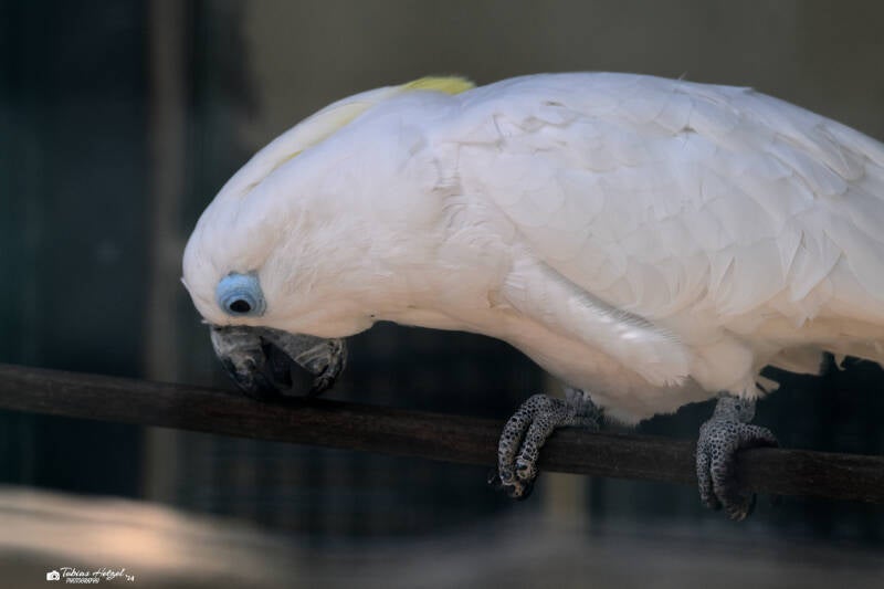 Brillenkakadu | Weltvogelpark Walsrode | 12.04.2021