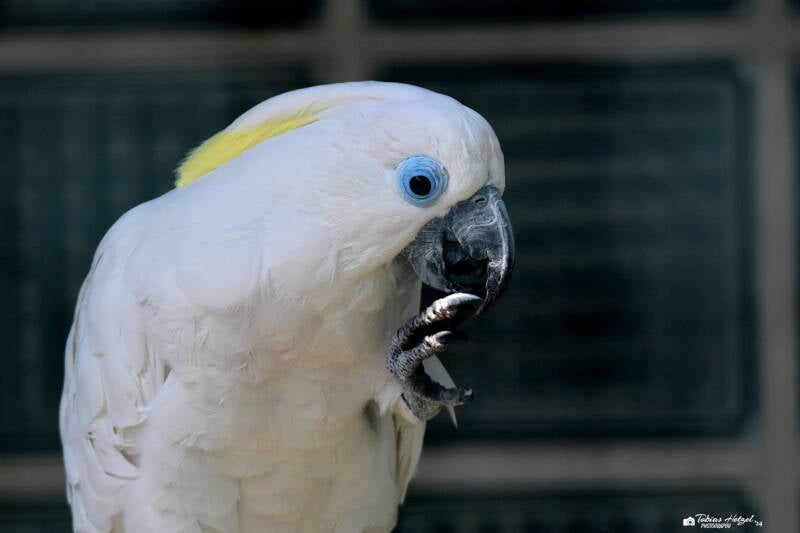 Brillenkakadu | Weltvogelpark Walsrode | 12.04.2021
