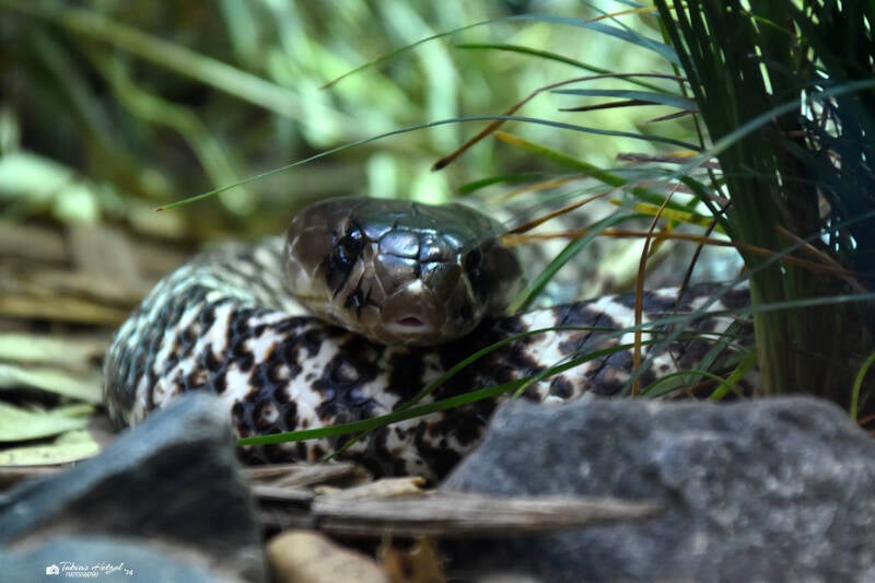 Brillenschlange | Wilhelma Stuttgart | 27.01.2024