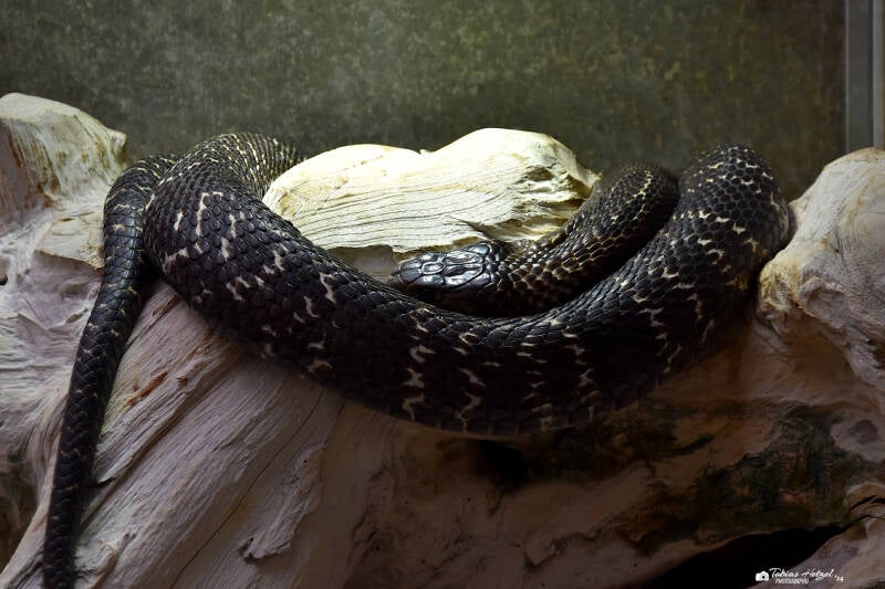 Brillenschlange | Wilhelma Stuttgart | 11.08.2023