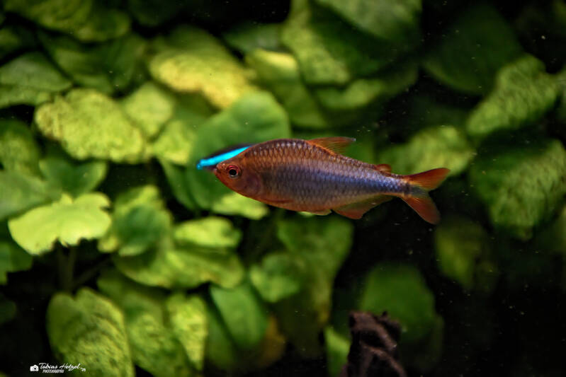 Brombeersalmler | Tierpark Chemnitz | 13.07.2025