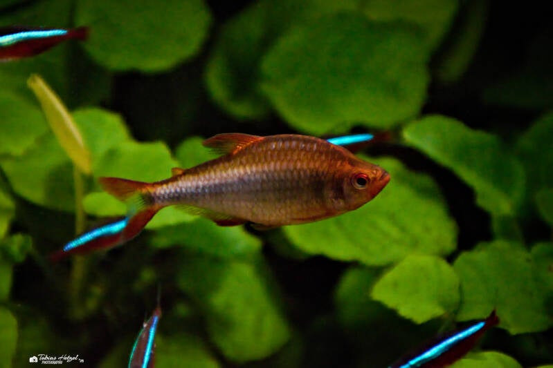 Brombeersalmler | Tierpark Chemnitz | 13.07.2025