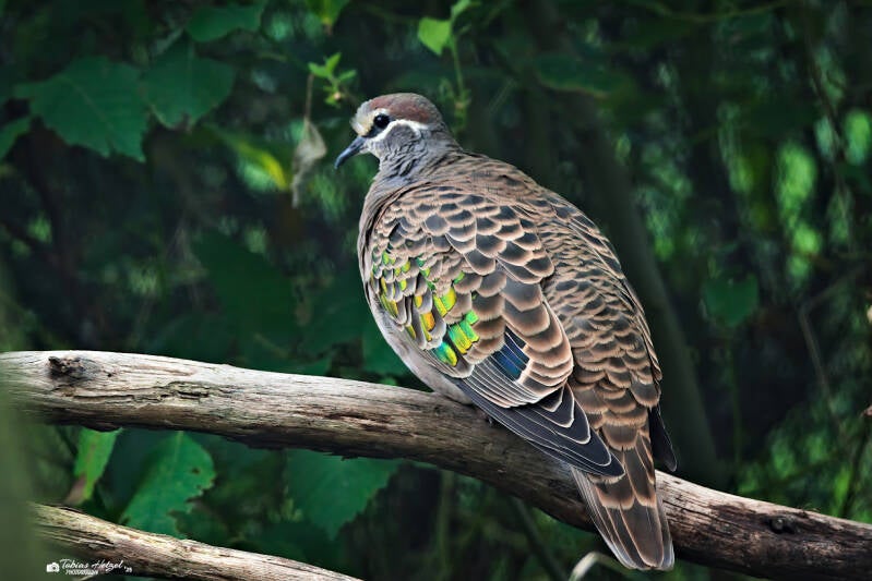 Bronezflügeltaube | Zoo Prag | 18.08.2024