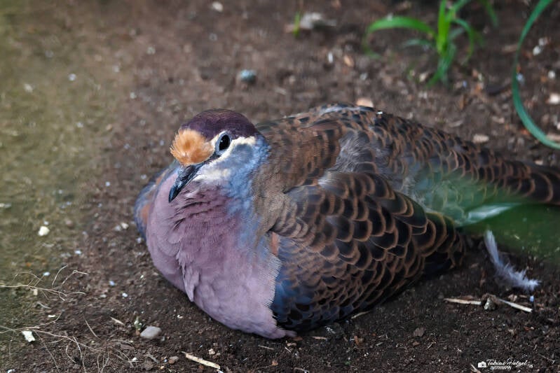 Bronezflügeltaube | Zoo Prag | 18.08.2024