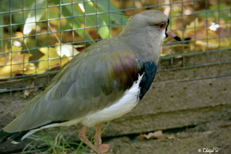 Bronzekiebitz | Zoo Magdeburg | 19.10.2020