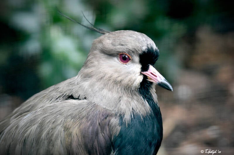 Bronzekiebitz | Weltvogelpark Walsrode | 12.04.2021