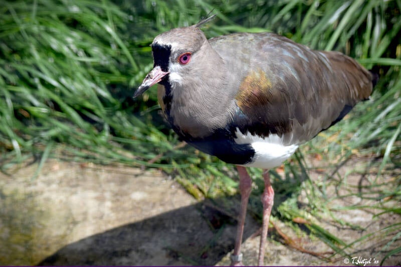 Bronzekiebitz | Vogelpark Bobenheim-Roxheim | 15.05.2022