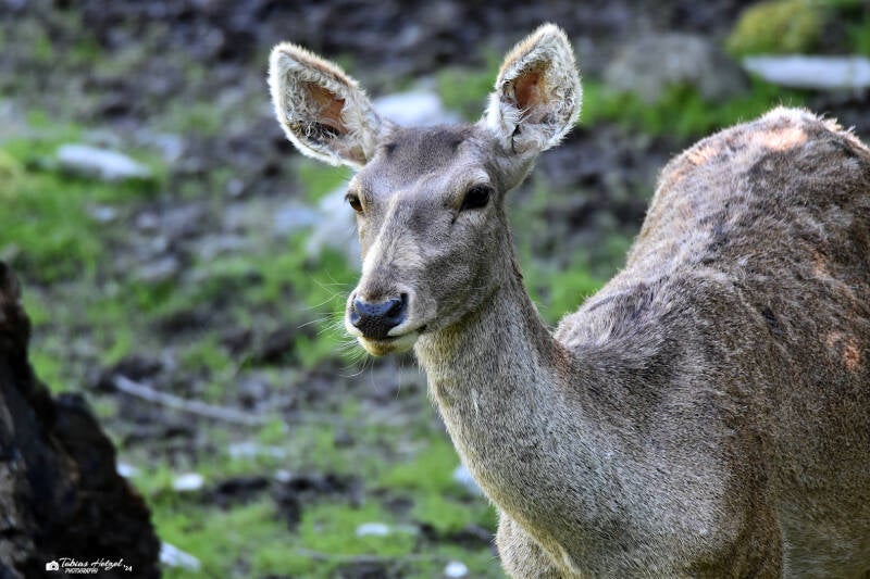 Bucharahirsch | Opel-Zoo Kronberg | 30.05.2021