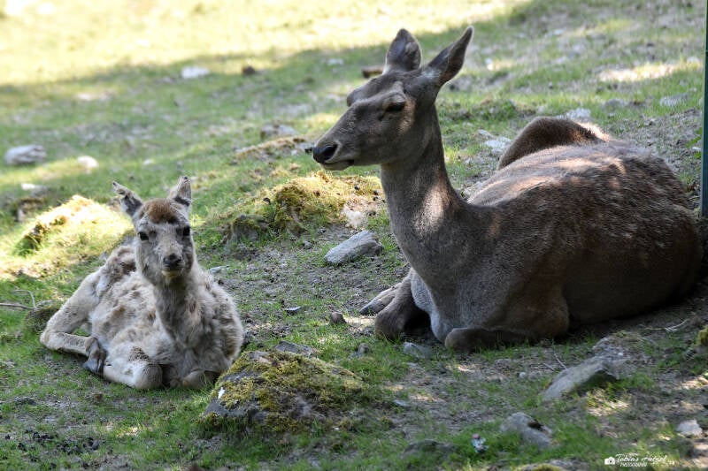 Bucharahirsch | Opel-Zoo Kronberg | 03.06.2023
