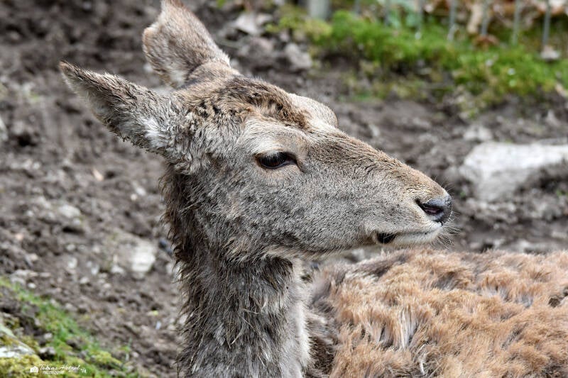 Bucharahirsch | Opel-Zoo Kronberg | 10.03.2024