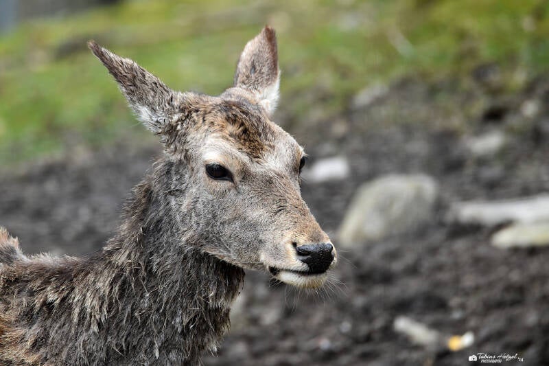 Bucharahirsch | Opel-Zoo Kronberg | 10.03.2024