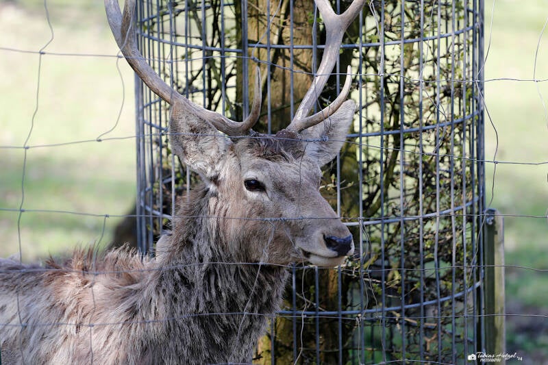Bucharahirsch | Opel-Zoo Kronberg | 15.04.2018