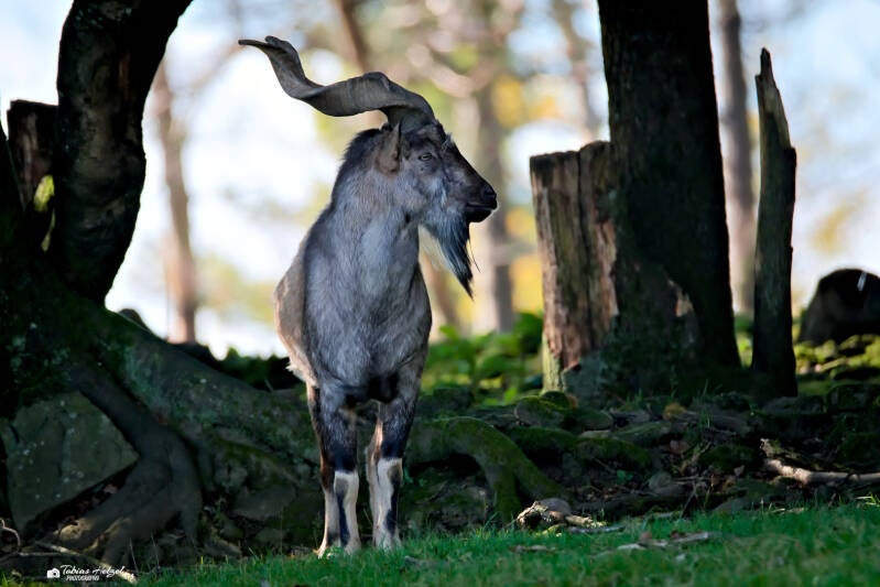 Bucharische Schraubenziege | Wildpark Potzberg, Föckelberg | 05.10.2024