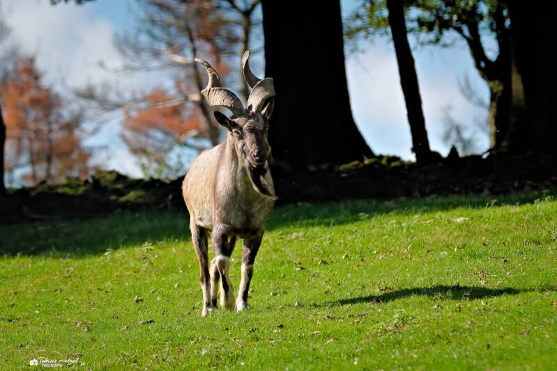 Bucharische Schraubenziege | Wildpark Potzberg, Föckelberg | 05.10.2024