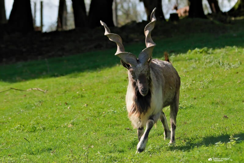 Bucharische Schraubenziege | Wildpark Potzberg, Föckelberg | 05.10.2024