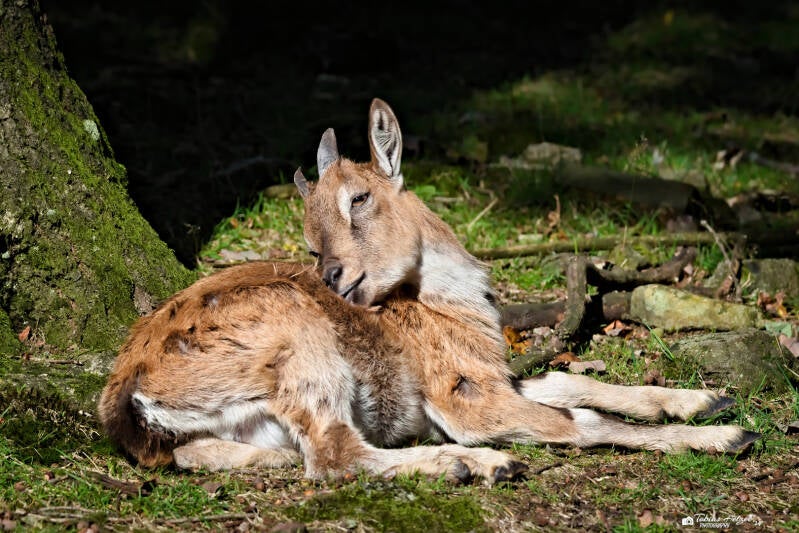 Bucharische Schraubenziege | Wildpark Potzberg, Föckelberg | 05.10.2024